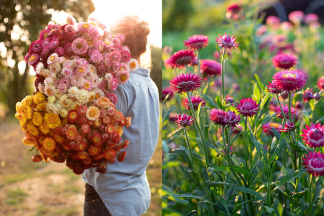 Un braccio di fiori di paglia essiccati presso Floret Flower Farm