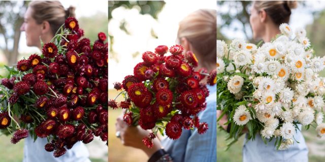 Fiori di paglia