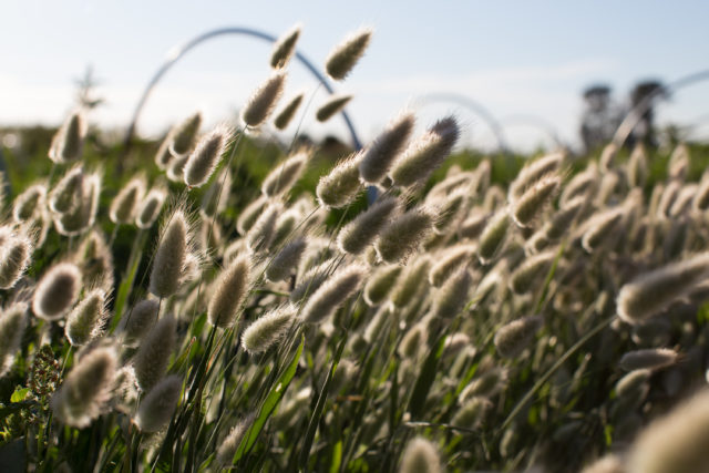 Erba Bunny Tail presso Floret