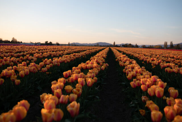 Campi di tulipani a Roozengaarde