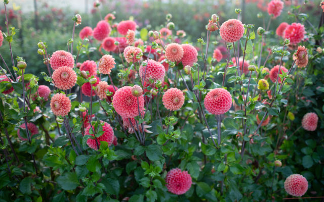 Campo di dalie Floret