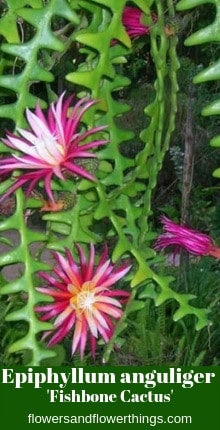 Epiphyllum anguliger ‘Fishbone Cactus’.