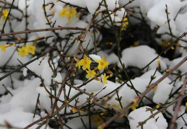 migliori fiori invernali da esterno