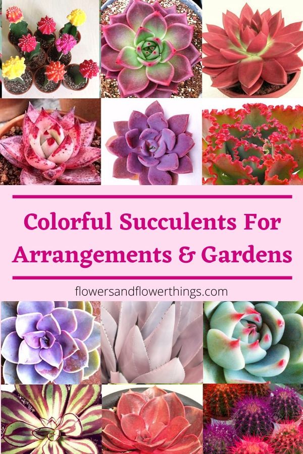 Succulente colorate per allestimenti e giardini