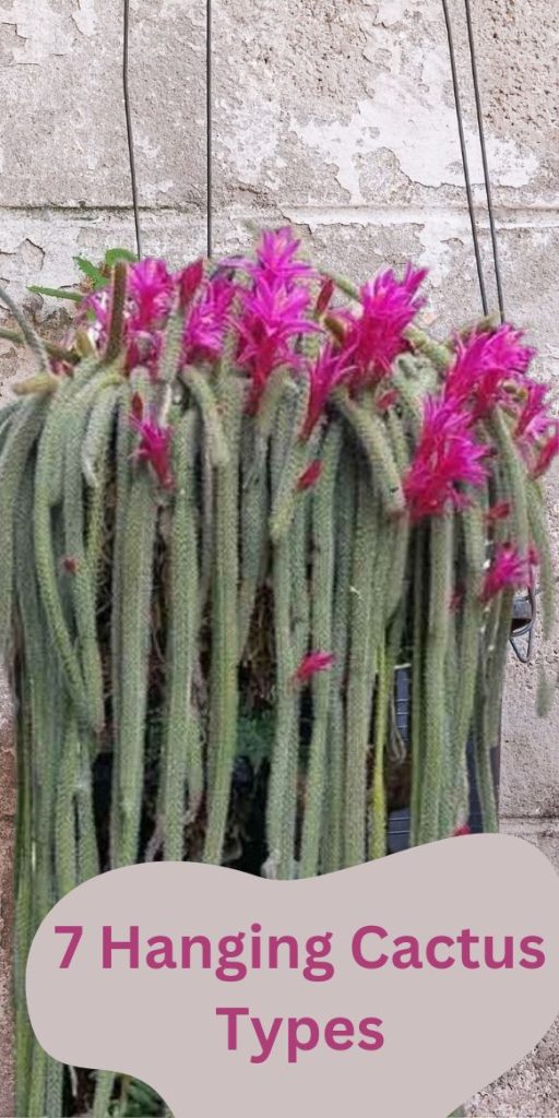 Tipi e Varietà di Cactus Pendenti