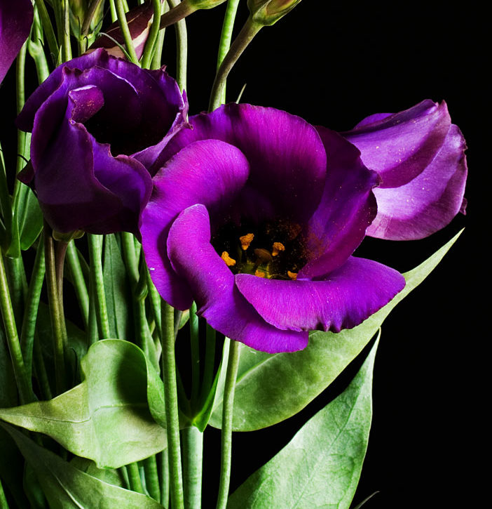 Lisianthus