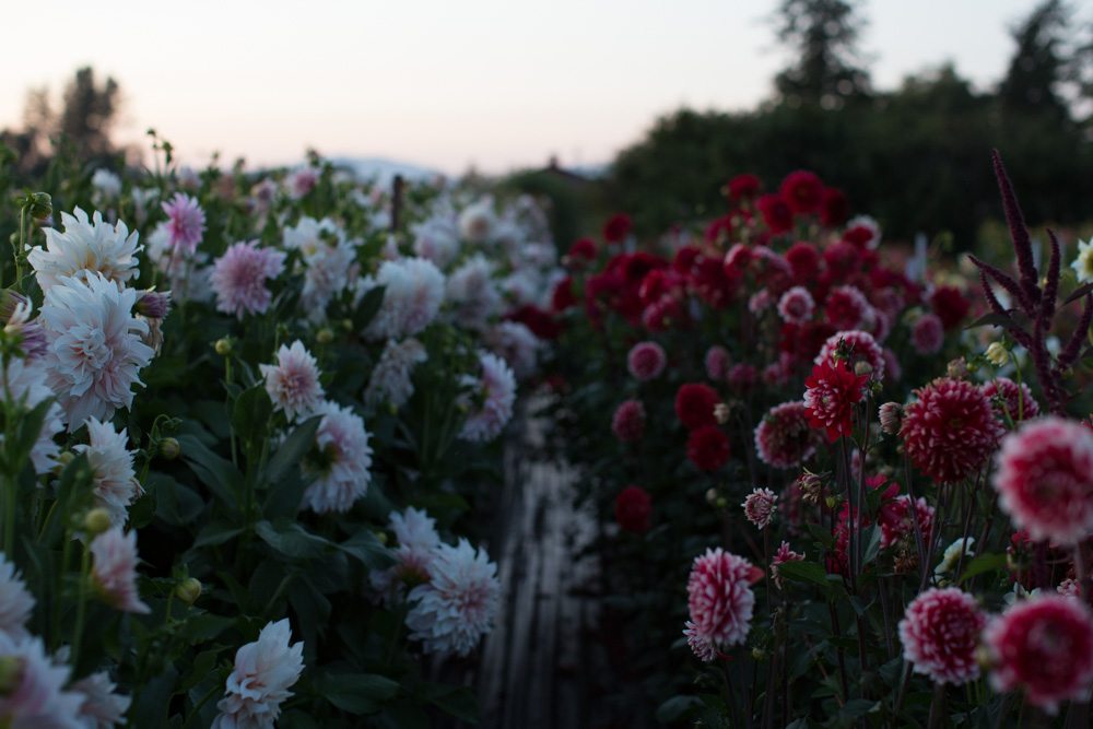 floret-flower-farm