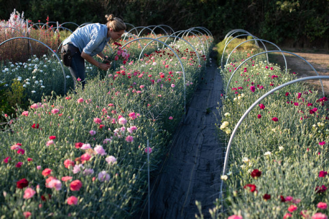 Giardino di prova di Floret