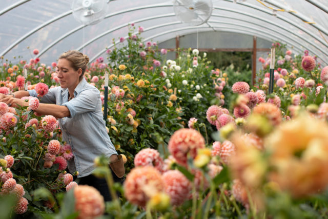 Professionista dei fiori mentre si prende cura delle dalie in una serra di Floret