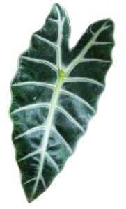 Alocasia Polly