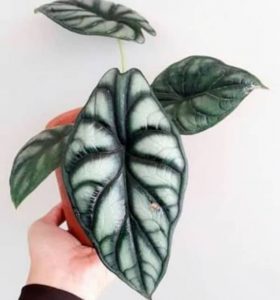 Alocasia silver dragon