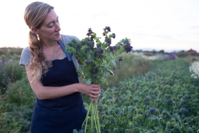 Un pugno di honeywort