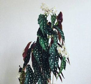 Begonia maculata