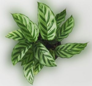 Calathea Concinna