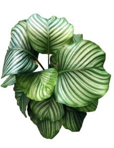 Calathea Orbifolia 