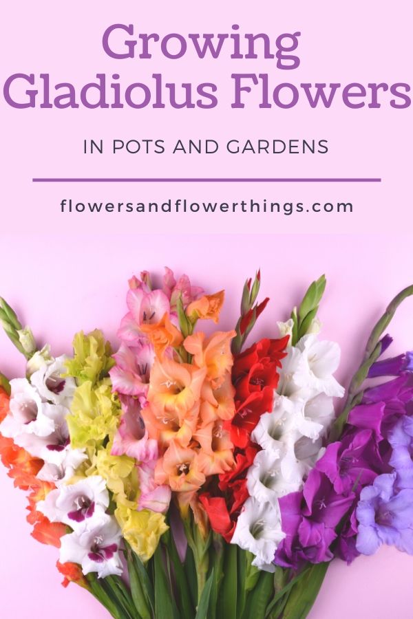 Growing Gladiolus Flowers in Gardens and Pots Ideas