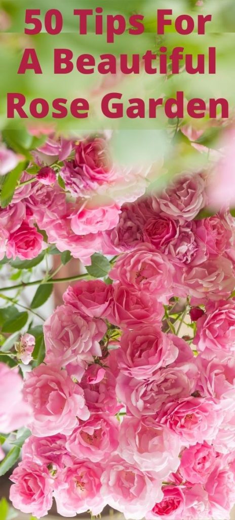 Suggerimenti per un bel giardino di rose e cespugli di rose