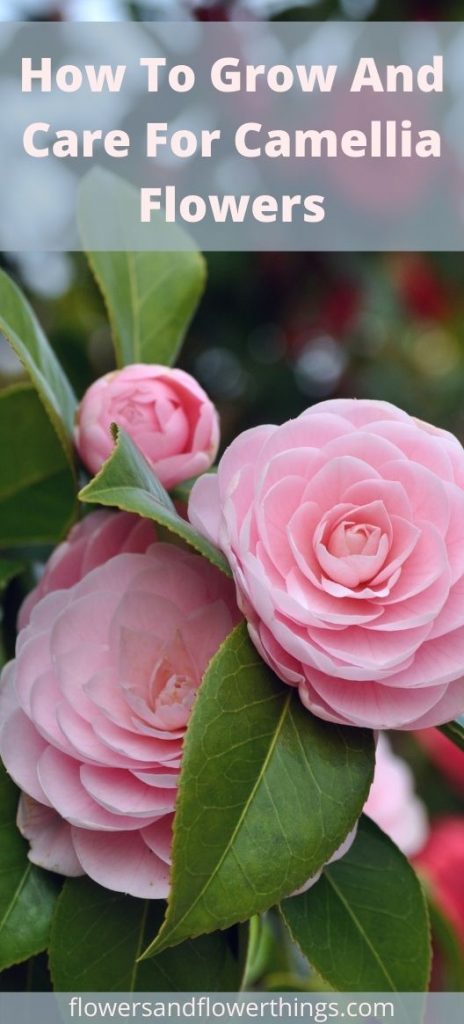 Come Coltivare e Curare i Fiori di Camelia