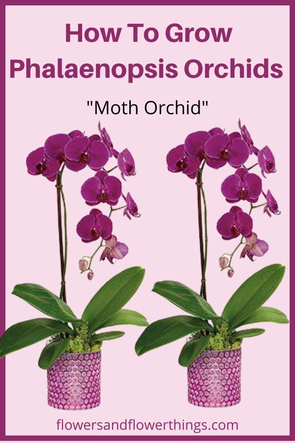 Come coltivare e curare le orchidee Phalaenopsis Orchidee falena