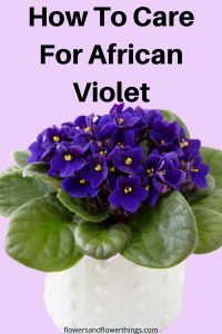 Come prendersi cura della Violetta Africana