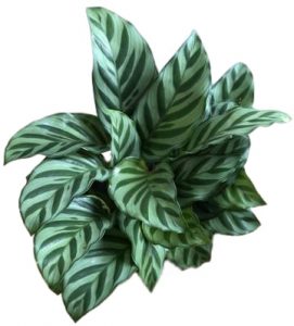 Calathea Freddie