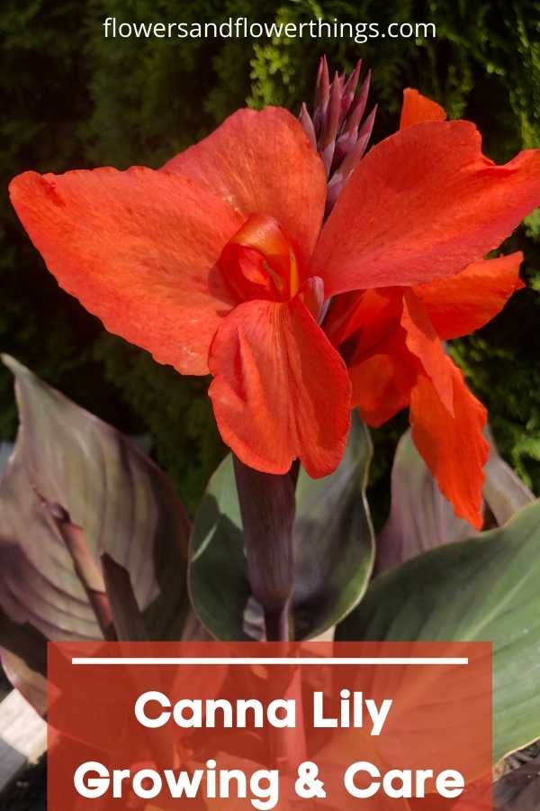 Canna Lily container Growing and care tips