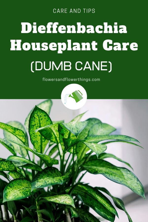 Dumb Cane Dieffenbachia Houseplant Care Tips