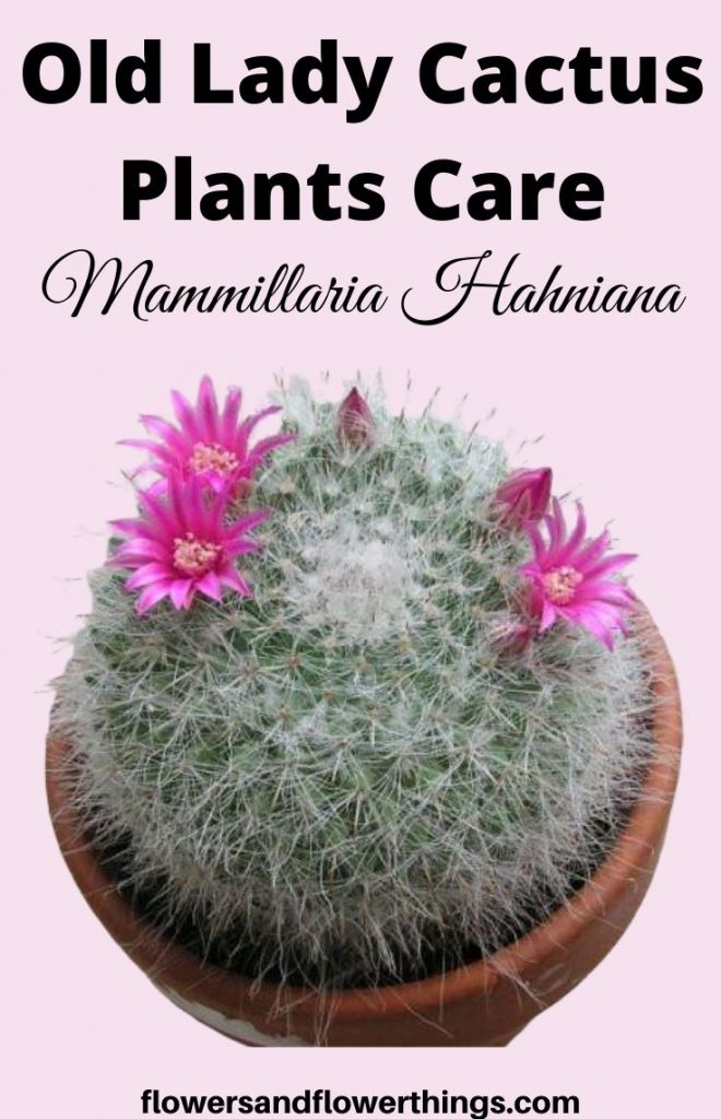 Cura della pianta Old Lady Cactus Mammillaria hahniana