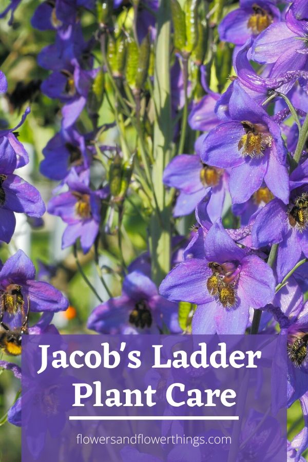 Cura e propagazione della pianta di Jacob's Ladder