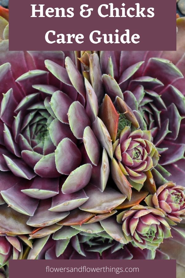 Cura e propagazione degli Hens and Chicks Sempervivums