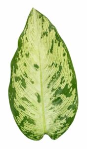 dieffenbachia memoria corsii