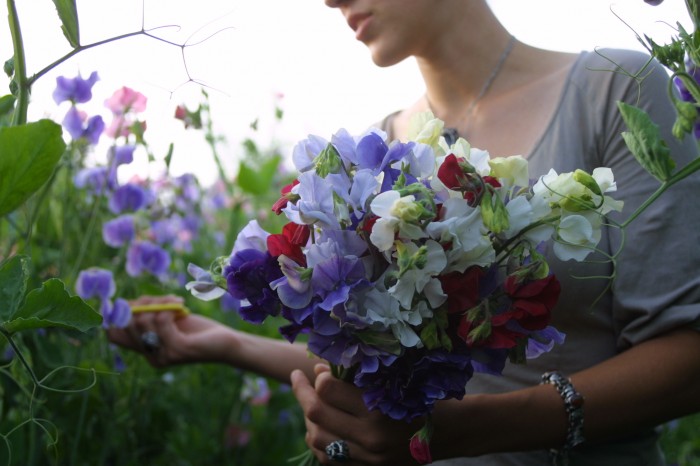 Un bouquet di piselli dolci Spencer