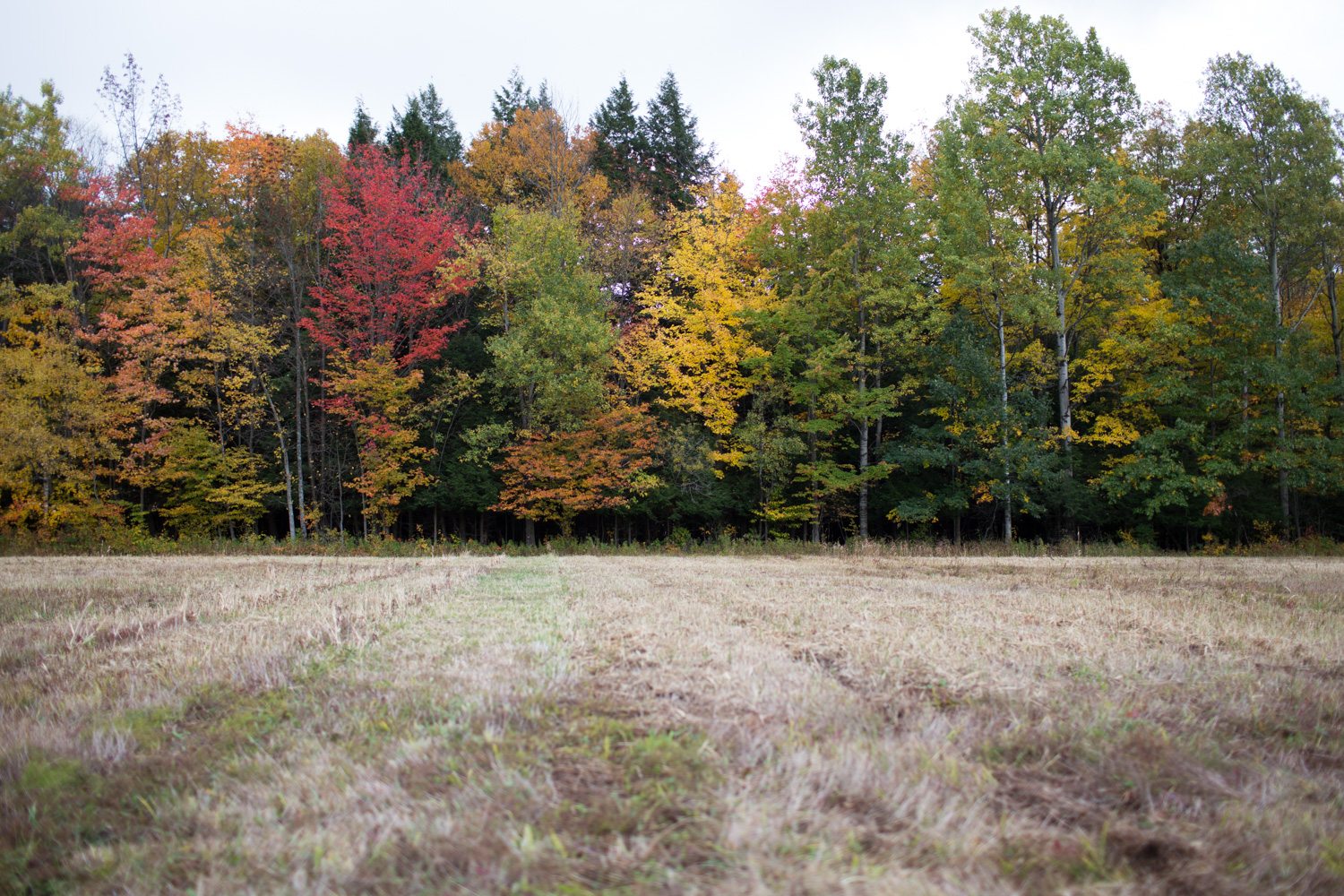 Un campo circondato da alberi autunnali