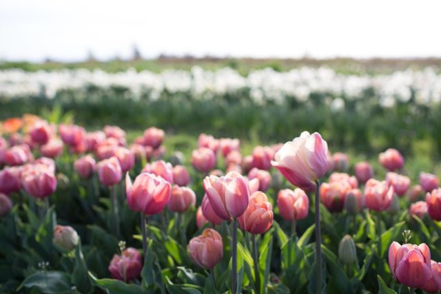 Campo di Tulipani della Floret Flower Farm