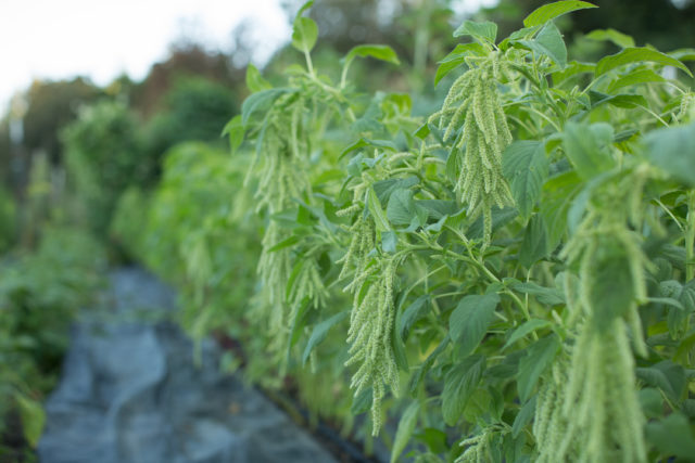 Amaranthus 'Green Tails'