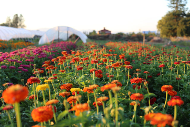 Campo di zinnie alla Floret Flower Farm