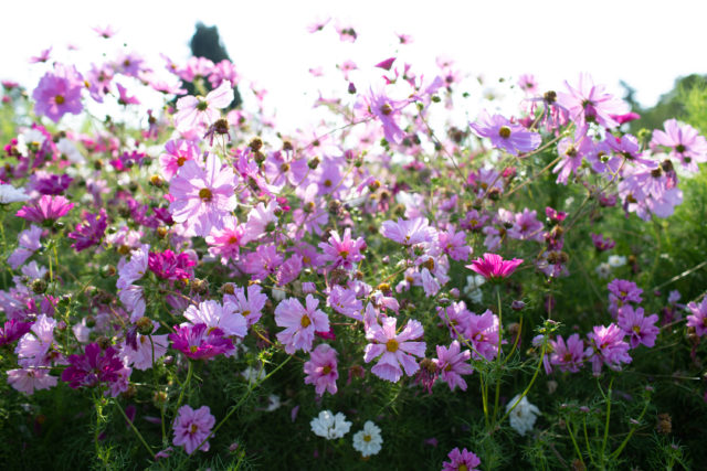 Campo di Cosmos