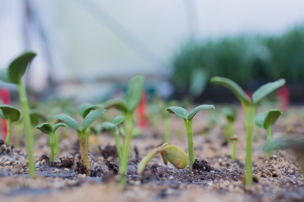 piantine di fiori che spingono attraverso il terreno