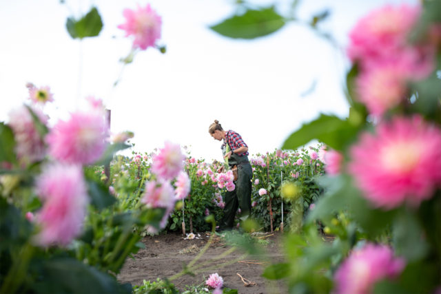 Erin Benzakein durante la raccolta delle dalie nel campo Floret