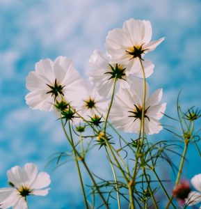 Significato del fiore di Cosmos