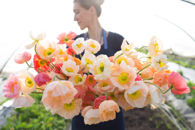 Erin di Floret con un mazzetto di Papaveri dell'Islanda