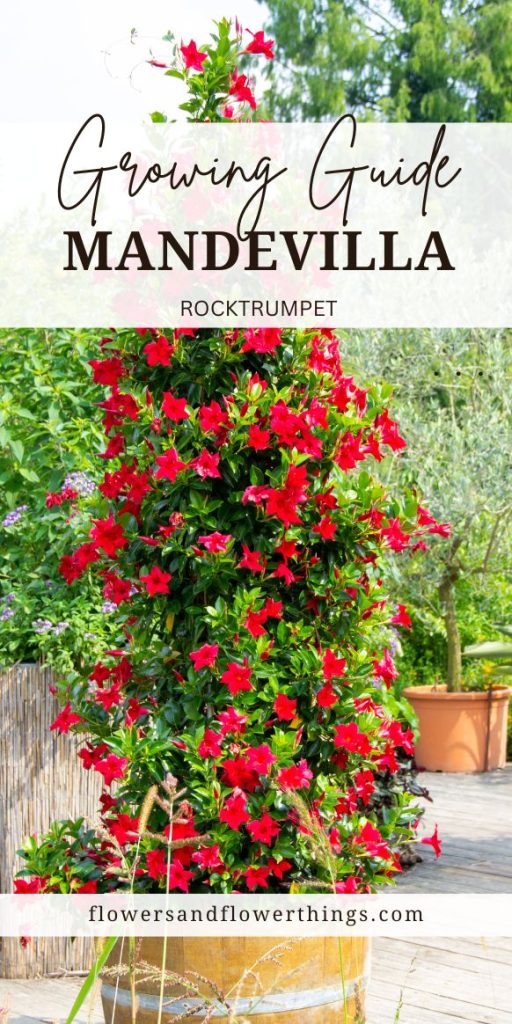 Mandevilla Rocktrumpet Growing Guide