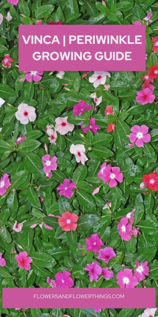 Vinca o Guida alla Coltivazione della Pervinca