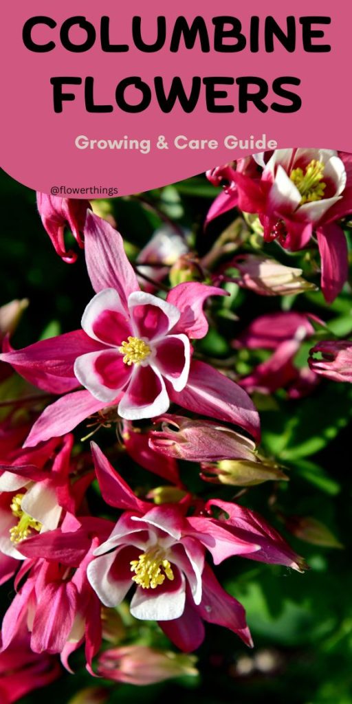 Guida alla Crescita e Cura dei Fiori di Colombina