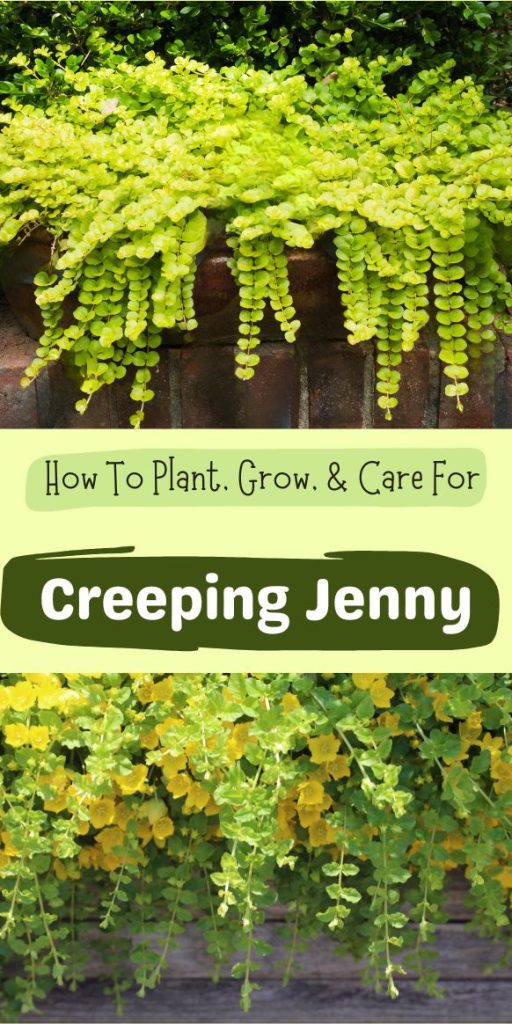 Come Piantare, Coltivare e Prendersi Cura della Creeping Jenny