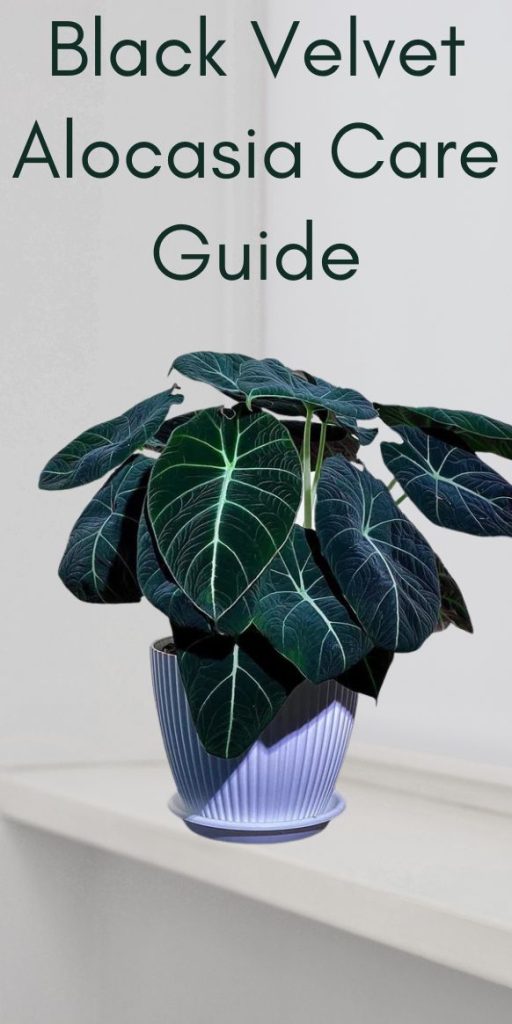 Guida alla Cura dell'Alocasia Black Velvet per Principianti