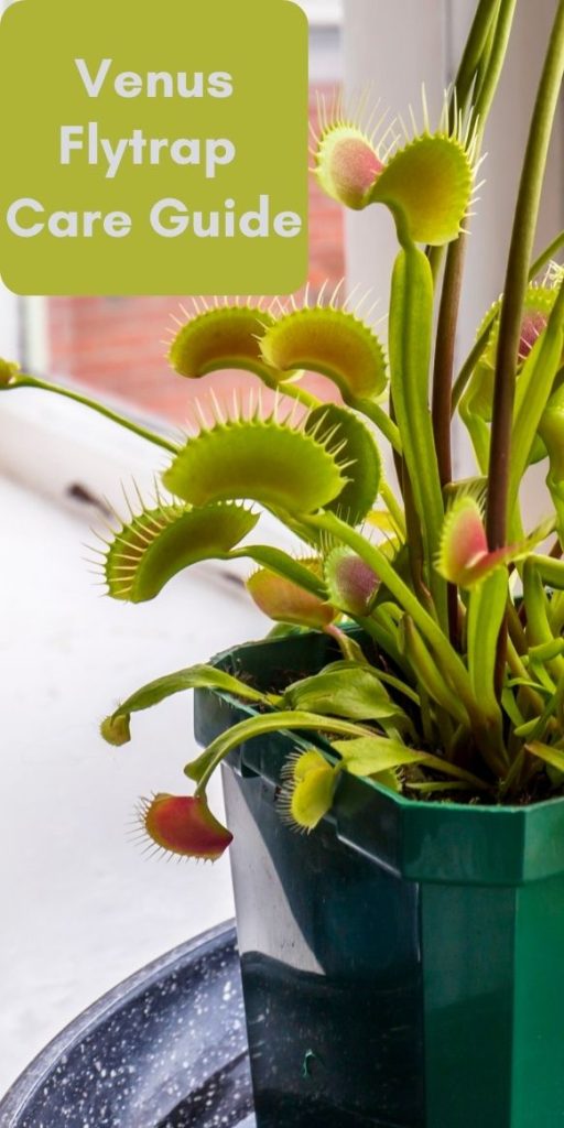 Guida alla cura della Venus Flytrap per principianti