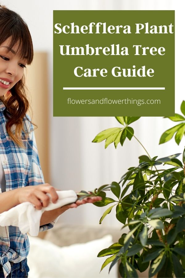 Schefflera Plant Umbrella Tree Complete Care Guide