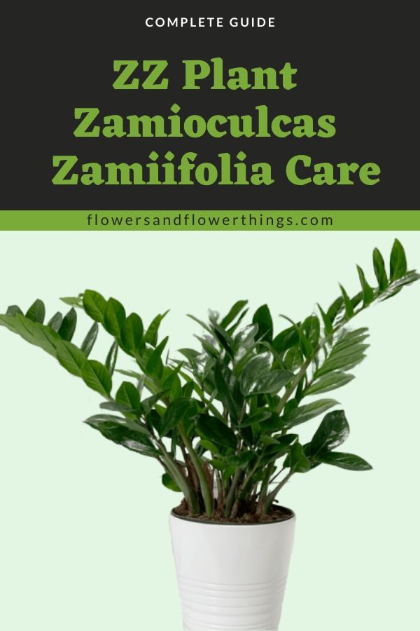 zz plant zamioculcas zamiifolia Care complete Guide