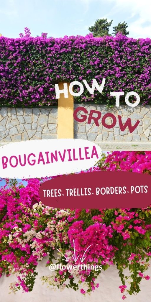 Come coltivare alberi di bougainvillea, graticci e bordure